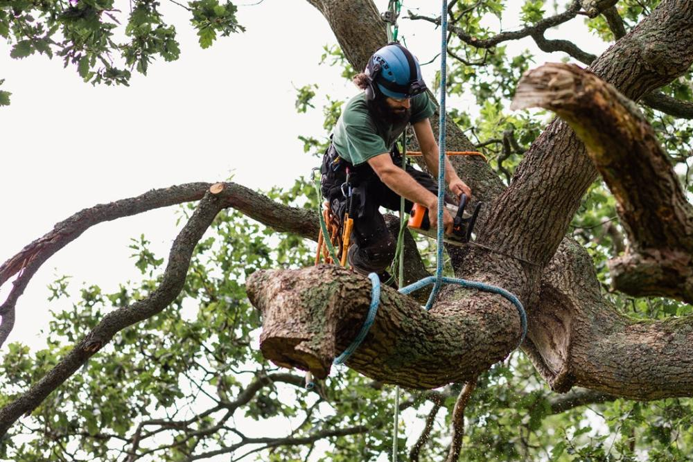 24-hour emergency tree removal, tree removal service near me, emergency tree removal Maryland