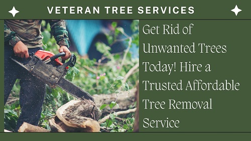 Get Rid of Unwanted Trees Today! Hire a Trusted Affordable Tree Removal Service