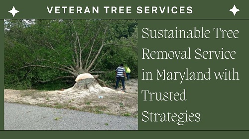 Sustainable Tree Removal Service in Maryland with Trusted Strategies