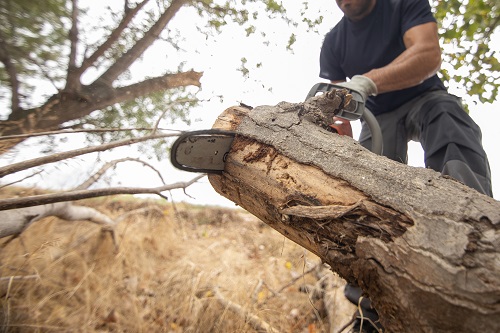 A man cutting tree