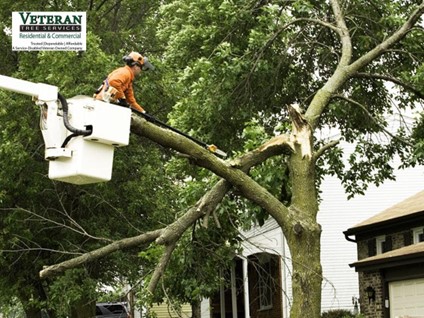 Licensed Tree Experts