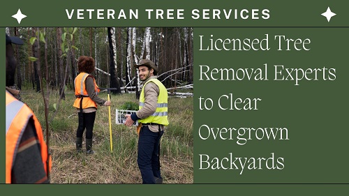 licensed tree removal experts