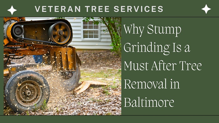 Why Stump Grinding Is a Must After Tree Removal in Baltimore