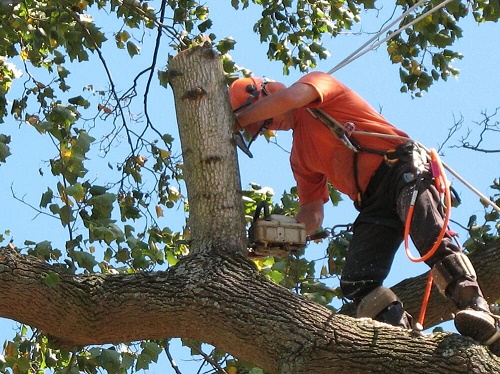 veteran tree service near me