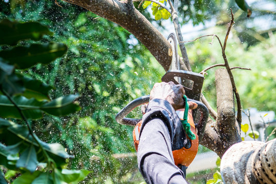 tree services