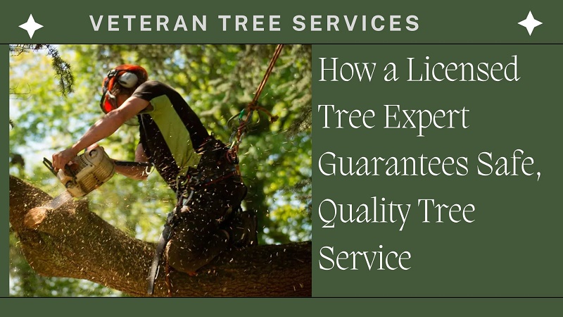 How a Licensed Tree Expert Guarantees Safe, Quality Tree Service