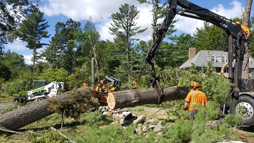 licensed tree expert