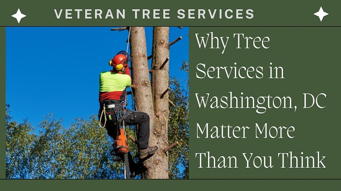 Why Tree Services in Washington, DC Matter More Than You Think