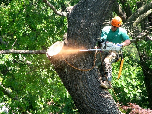 tree cutting services near me