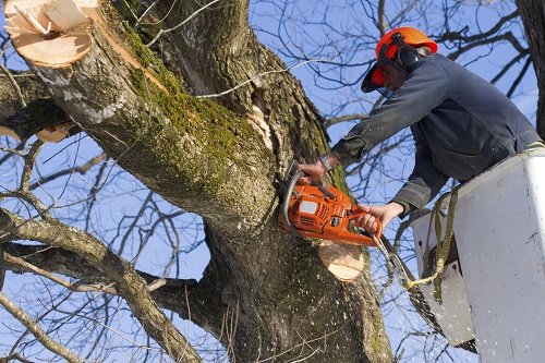 Tree Service in Montgomery County, MD