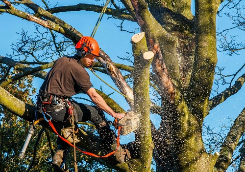 tree service in Montgomery County