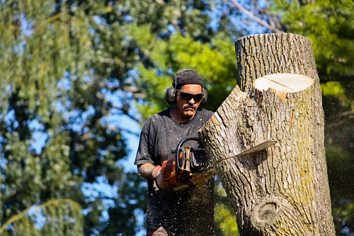 tree removal services nearby