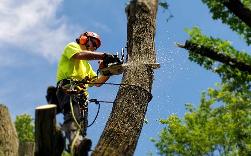 tree removal service near me