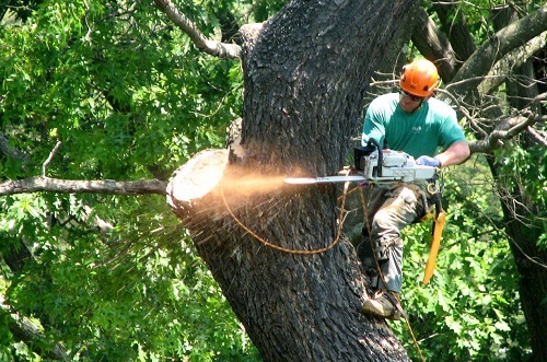 tree removal laurel