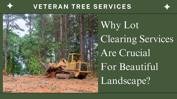 Why Lot Clearing Services Are Crucial For Beautiful Landscape