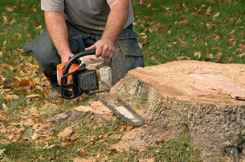 stump removal service 