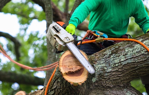 tree removal service