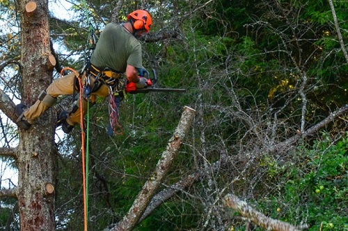 affordable tree trimming service