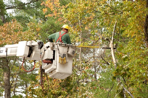 best tree removal service