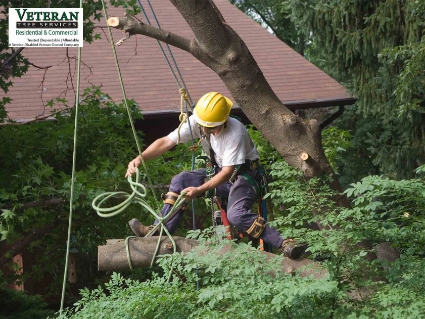 Veterans tree service crew performing expert tree trimming and removal