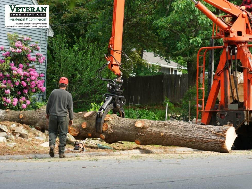Crane Tree Removal Service
