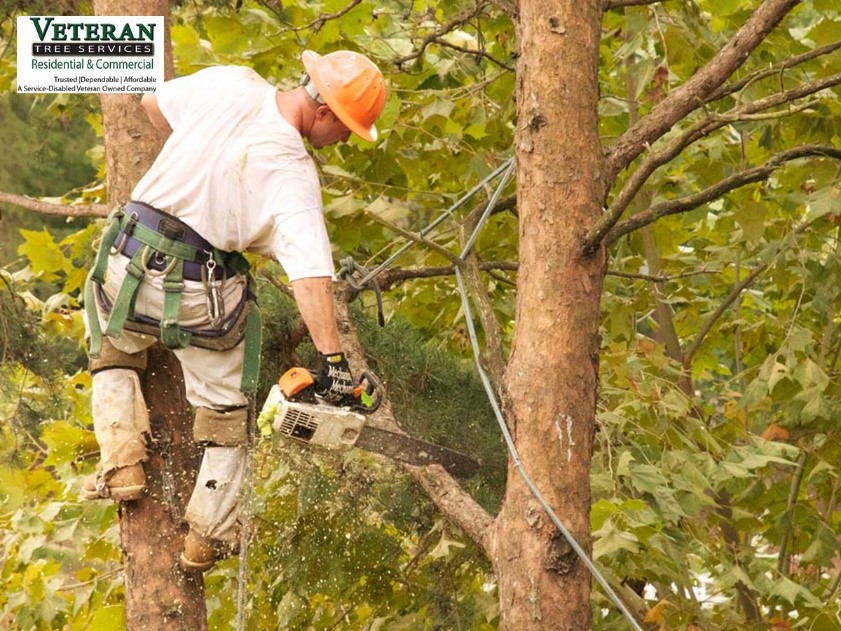 Professional veteran tree services providing safe and reliable tree care
