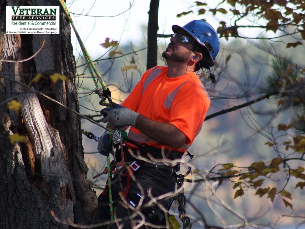 Tree removal in PG County, MD