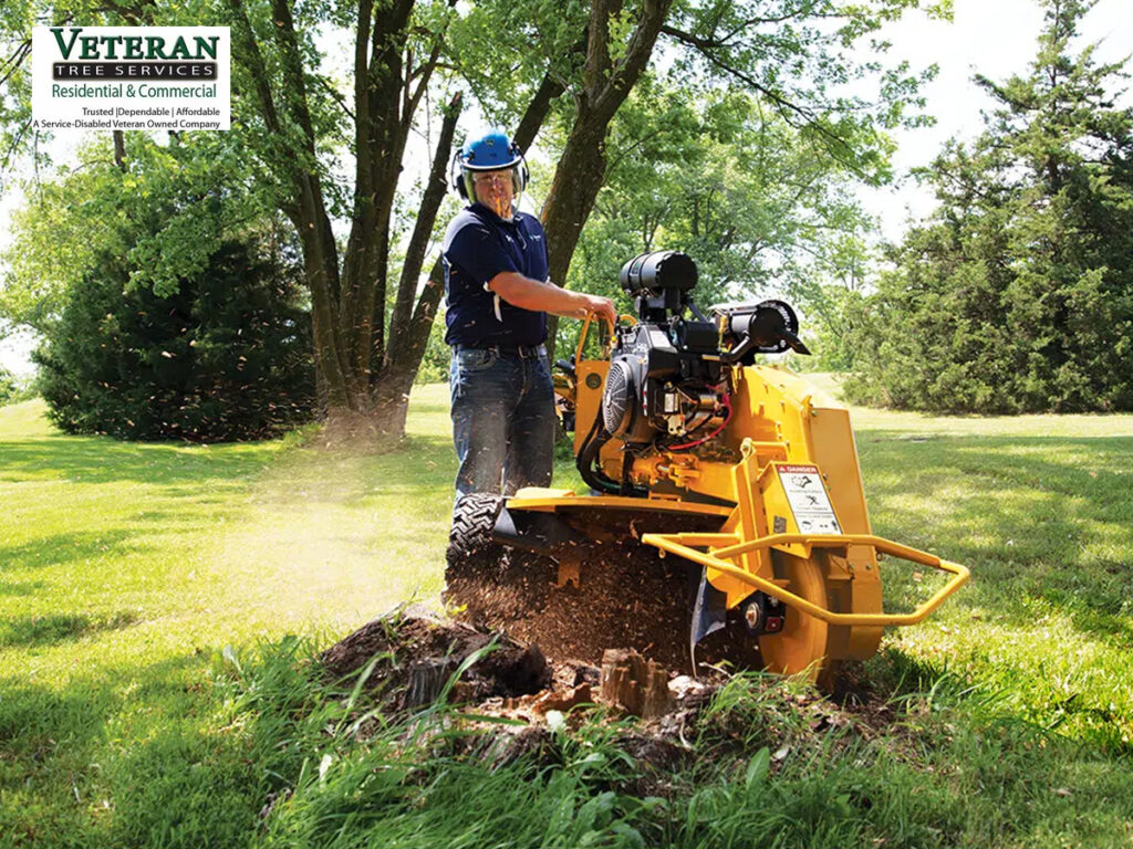 tree removal in northern Virginia