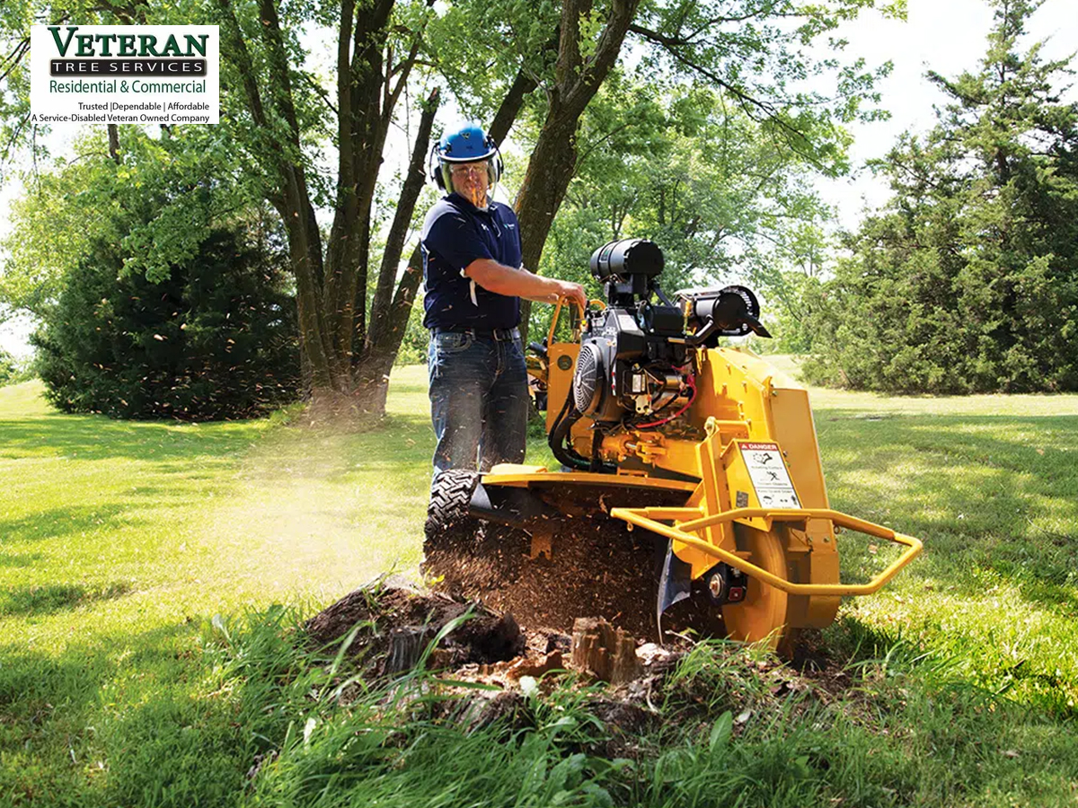 tree removal in northern Virginia