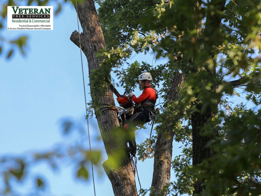 tree removal in northern virginia